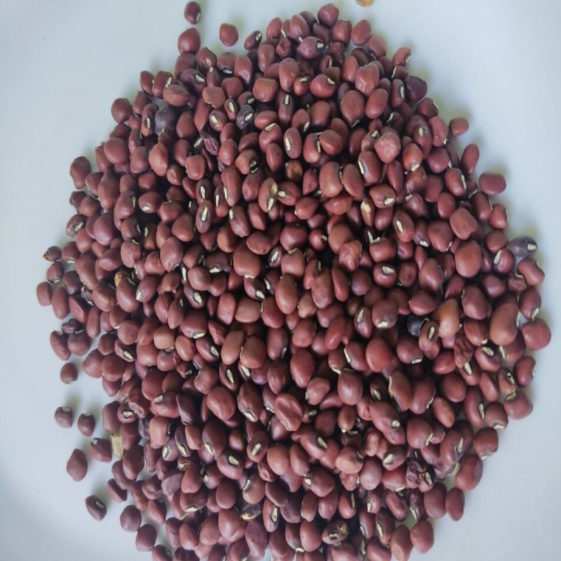 Adzuki Beans Factory - Export Grade Small Red Sale
