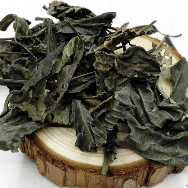 Isatis Leaf Supplier - Bulk Organic Radix Isatidis Cheap