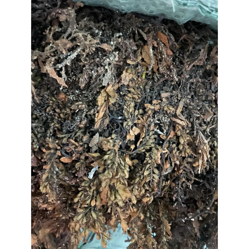 Seaweed Manufacturer - 100% Natural Sargassum From Supplier