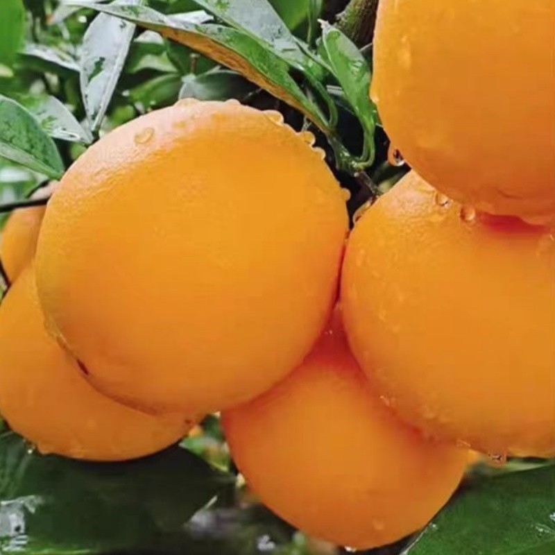 Orange Slices Supplier - Air Dried Red For Tea Drink