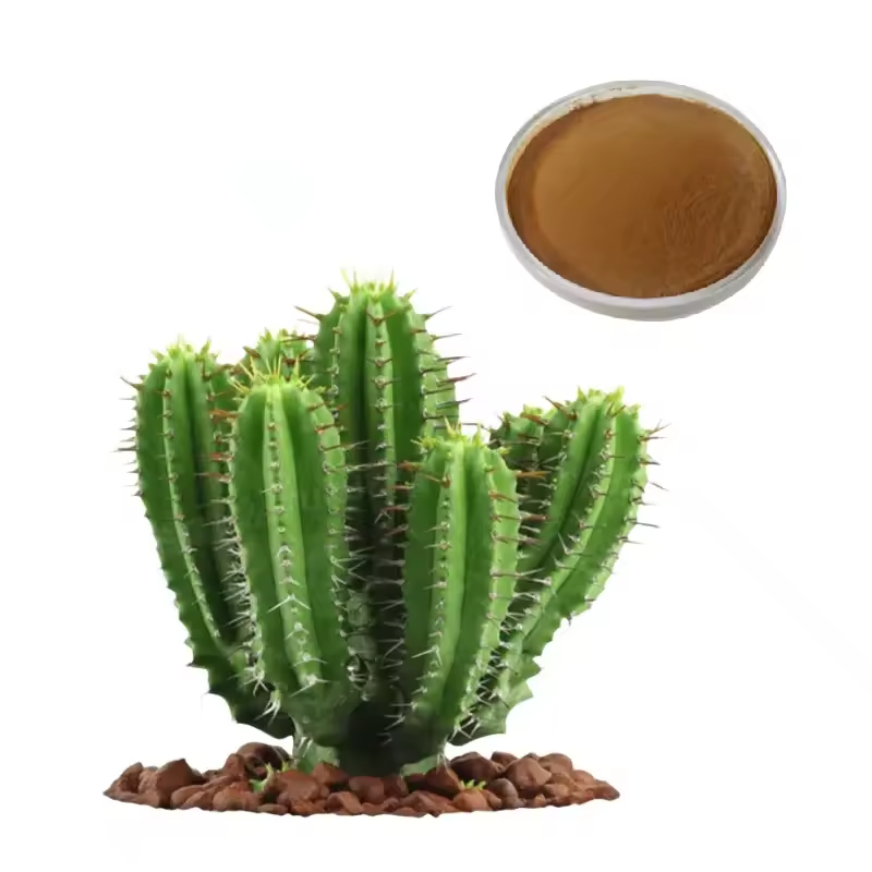 Cactus Extract Supplier - Opuntia Ficus-indica Powder
