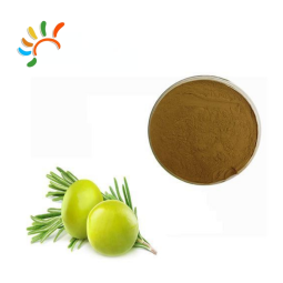 Olive Leaf Extract Supplier - Natural Powder Drum Packaging