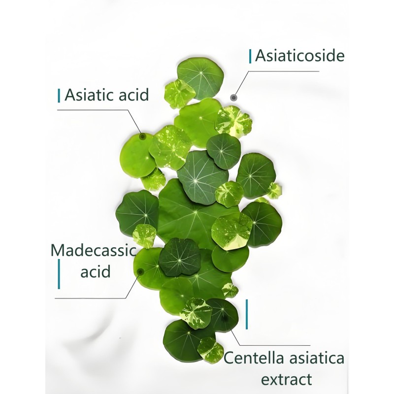 Centella Extract Manufacturer - 10:1 Asiaticoside Rich