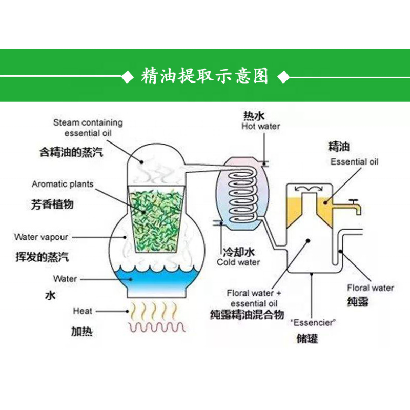 Factory Supply Wholesale Organic Plant Extract Evening Primrose Oil