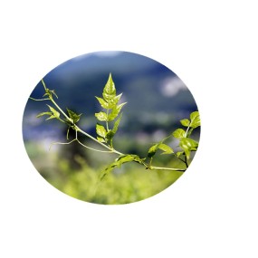 Vine Tea Extract Supplier - 98% DHM Dihydromyricetin Powder