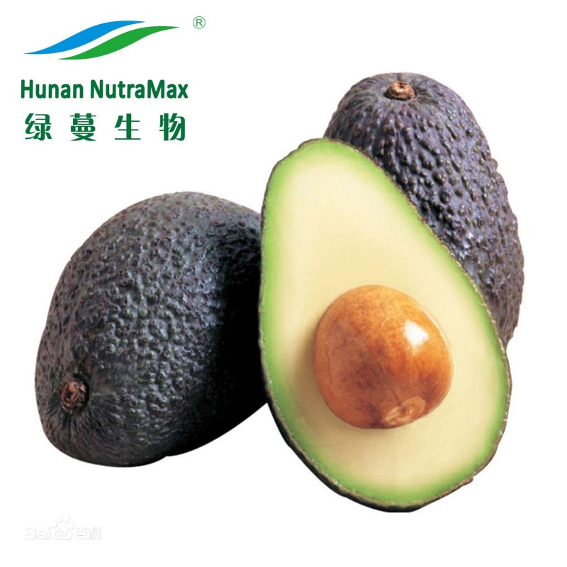 Avocado Powder Factory - Spray Dried Fruit Instant Powder