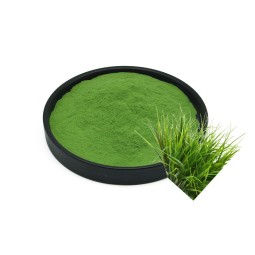 Barley Grass Powder Manufacturer - Juice Extract Green Powder
