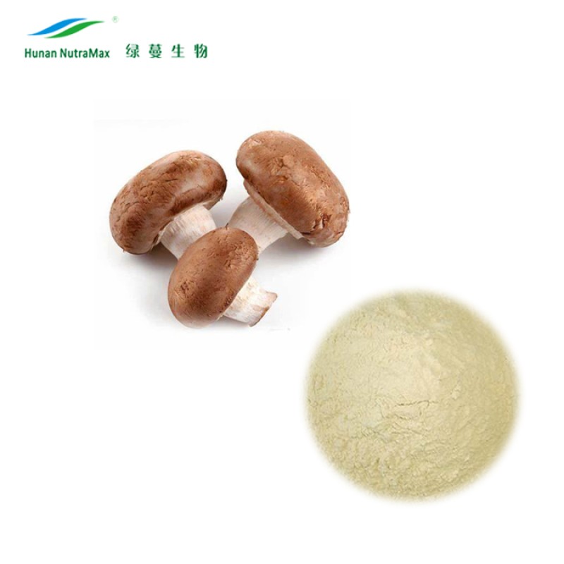 Shiitake Mycelium Extract Supplier - Mushroom Mycelium P.E. Powder