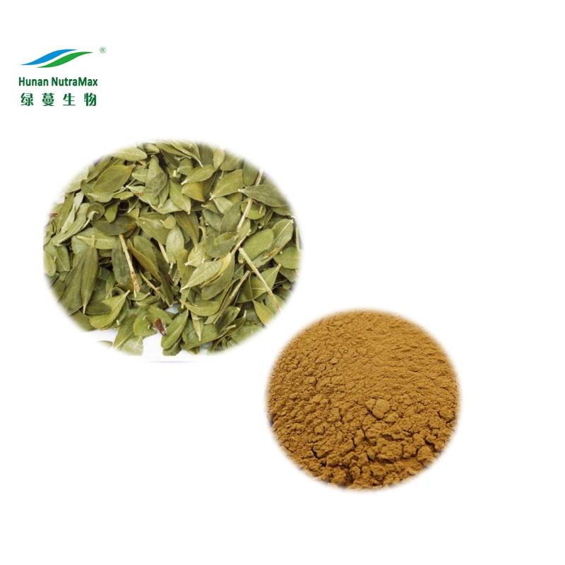 Buchu Leaves Powder Supplier - 100% Natural Chinese Herb