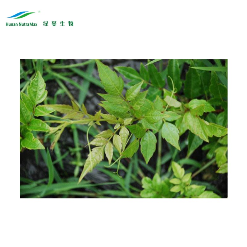 Vine Tea Extract Factory - 98% Myricetin Dihydromyricetin