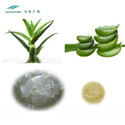 Aloe Vera Powder Factory - Bulk Packaging 10:1-200:1 Freeze Dried