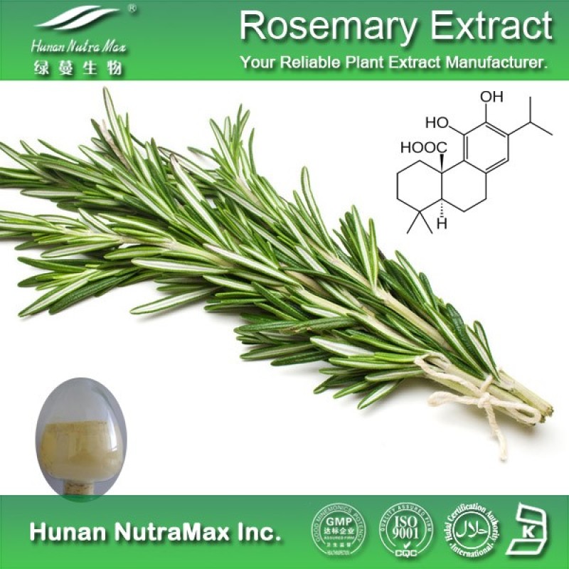 Rosemary Leaf Extract Supplier - Plant Extract Oil Natural