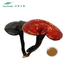 Ganoderma Lucidum Extract Manufacturer - 1kg Reishi Mushroom Powder