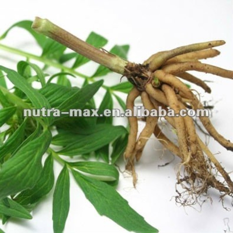 Valerian Root Extract Manufacturer - 0.8% Valeric Acid HPLC