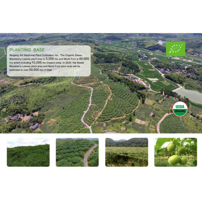 Liquid Monk Fruit Sweetener Manufacturer - Brix 65% Mogroside V 3.5%