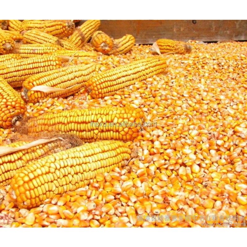 Commercial Thresher Factory - Corn Wheat Rice Maize