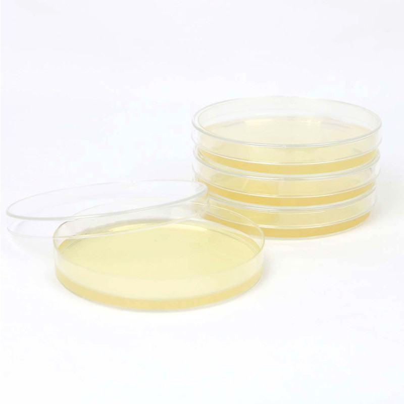 150mm X 15mm Disposable Petri Dish: Ideal for Laboratory Applications