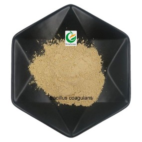 Manufacturer Wholesale Bacillus Coagulans Probiotics Feed Grade Bacillus Coagulans