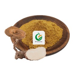 High Quality  Lignosus Rhinocerus Extract Tiger Milk Mushroom Extract Powder