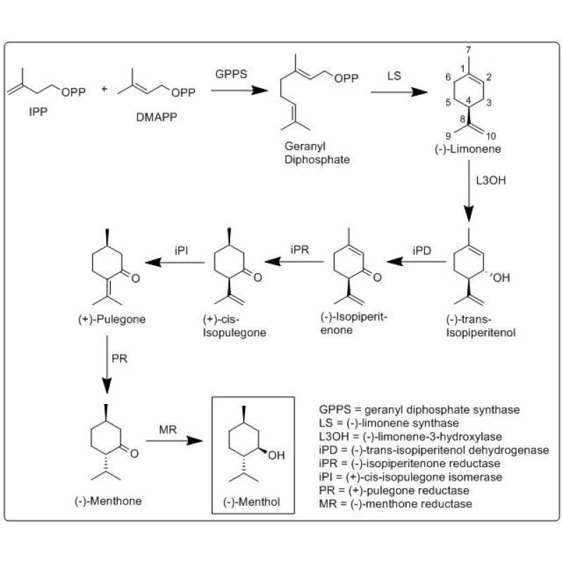 Wholesale Bulk Synthetic Menthol 99% Mint Menthol Crystal