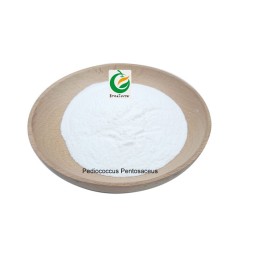 Food Grade Wholesale Pediococcus Pentosaceus Probiotics Food Supplement Pediococcus Pentosaceus