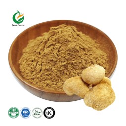 Private Label Organic Hericium Erinaceu Extract Lion's Mane Mushroom Extract Lions Mane Powder