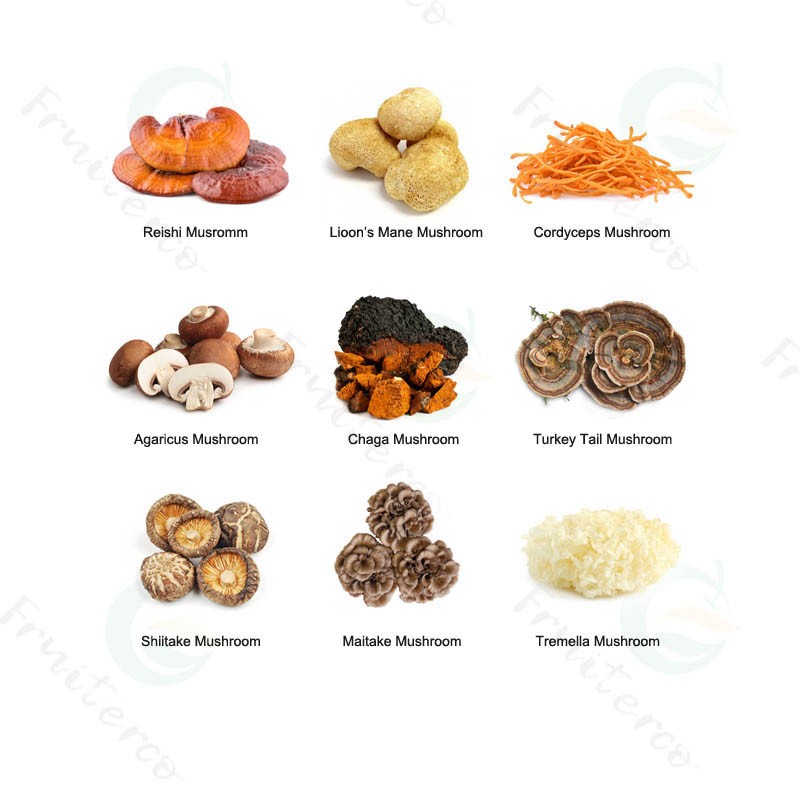 Fruiterco Coriolus Versicolor Extract Powder Turkey Tail Mushroom Extract