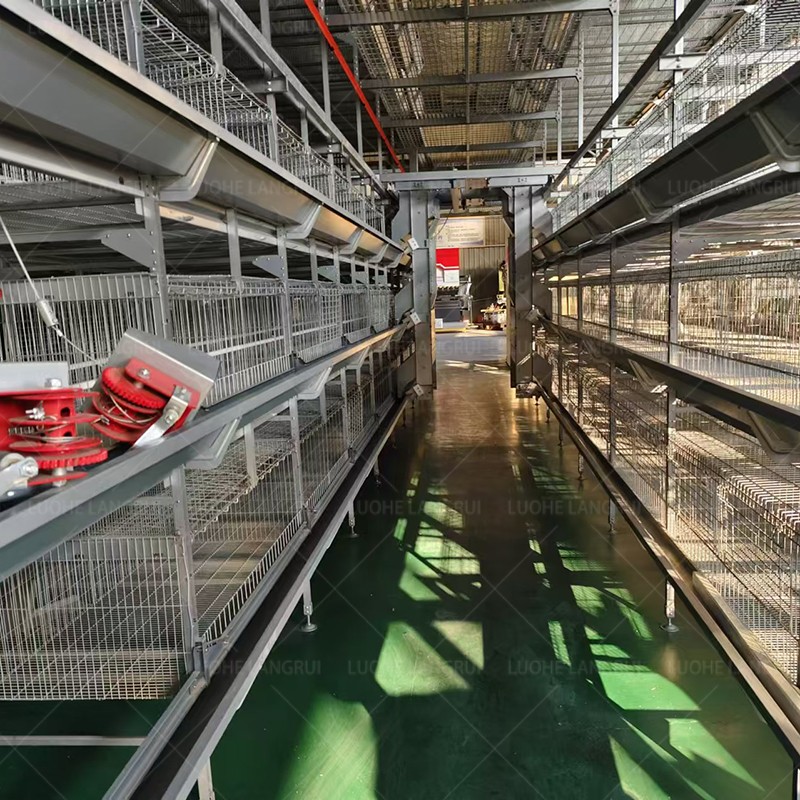 Poultry Farm Cage Supplier - High Quality H Type 10000 Birds