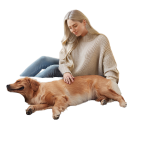 Pet Beds Sofas Cushions