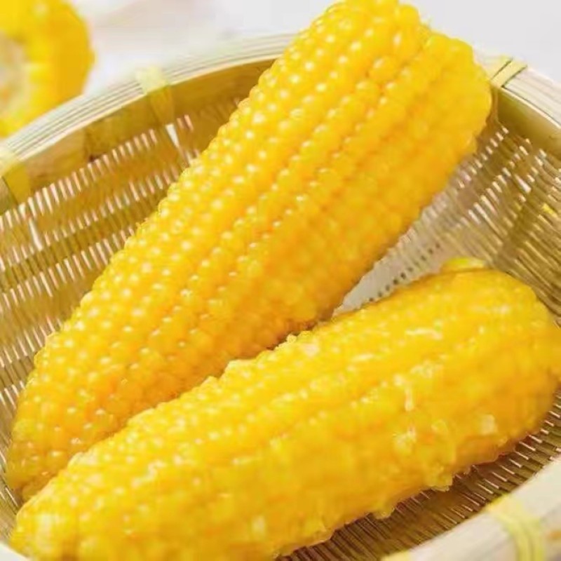 Vacuum Packing Sweet Corn Stick Wholesale Price Soft Glutinous Fresh Sweet Corn Stick