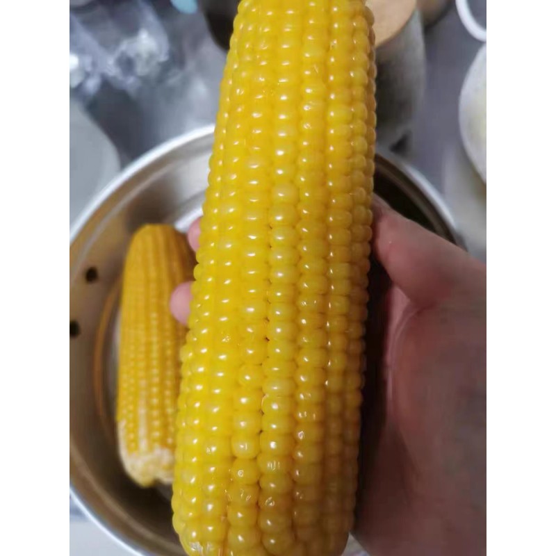 Vacuum Packing Sweet Corn Stick Wholesale Price Soft Glutinous Fresh Sweet Corn Stick