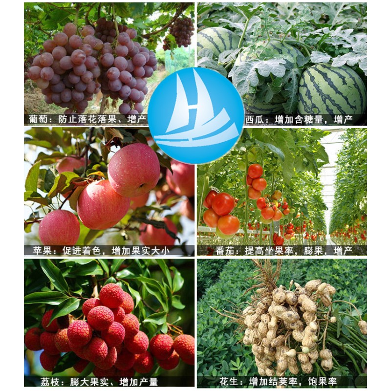 Plant Growth Regulator CPPU 1%SP KT-30 2%SL Forchlorfenuron 99%TC