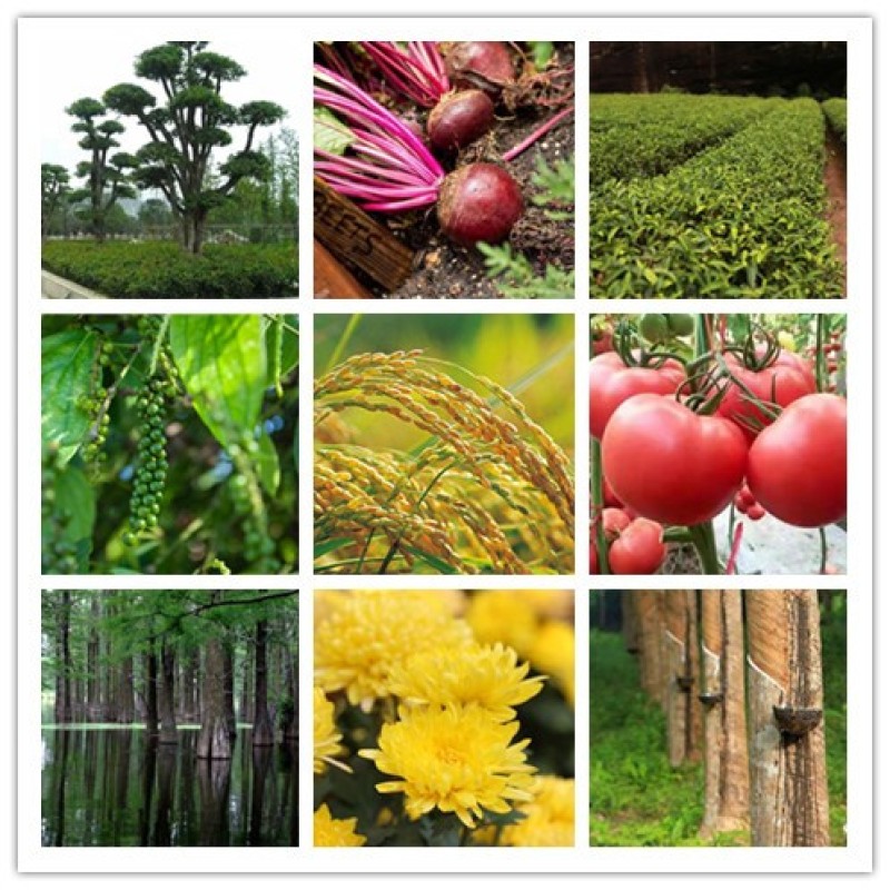 Factory Price Water Soluble PGR IAA-K 98%TC IBA-K NAA-NA IAA-NA