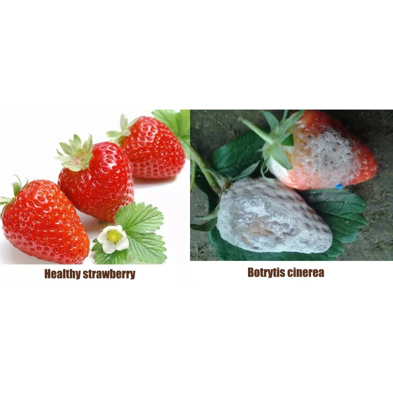 Microorganism Probiotics 10 Billion CFU/g Bacillus Pumilus