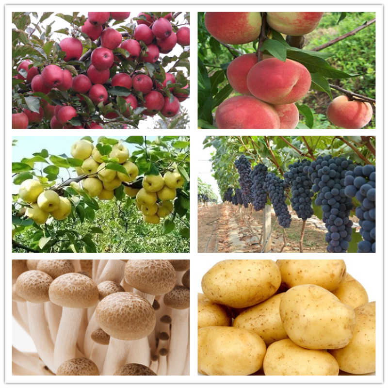 Rooting Powder NAA IBA IBA-K IAA Water Soluble Powder 98% with Good Price