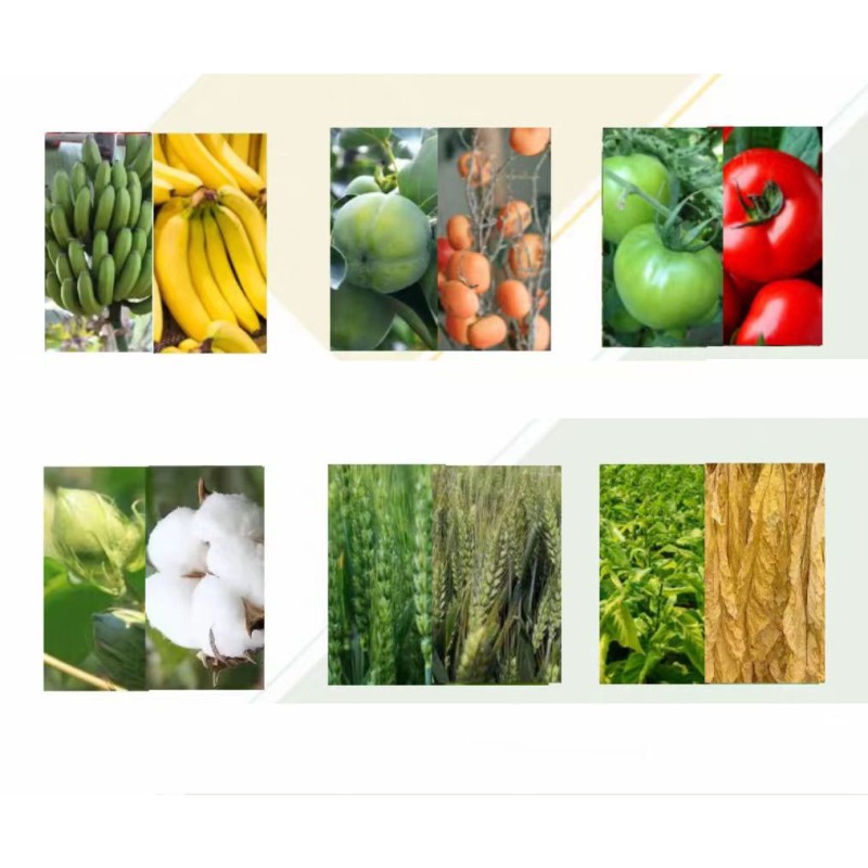 Good Purity Plant Growth Regulator Ethephon 90% TC 40% SL