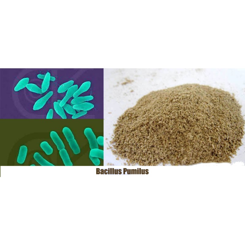 Probiotics Supplier Bulk Bacillus Pumilus Probiotics