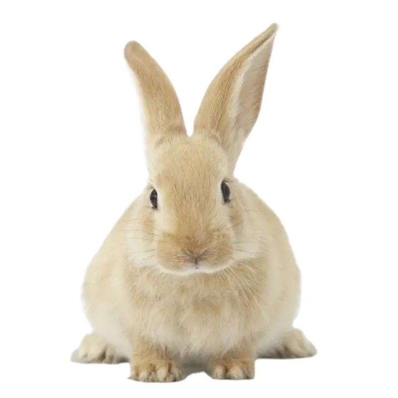 Rabbit Feed Additives for Improving Fur Color