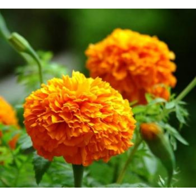 Natural Lutein Pigment Plant Extract Animal Feed Additive for Fish