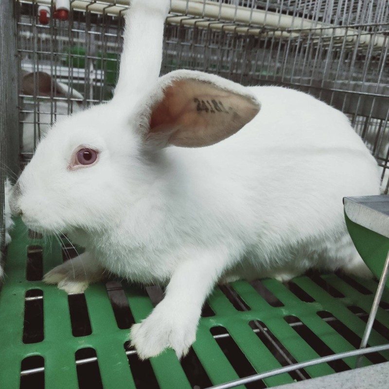 Vitamin Feed Additive for Meat Rabbit