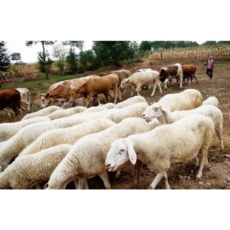 Top Feed Premix Manufacturers for Variety of Animal Products