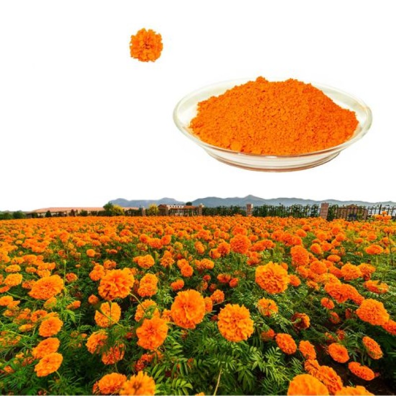 Longevity Chrysanthemum Extract Lutein Animal Feed Additive  Xanthophyll Concentration 4%