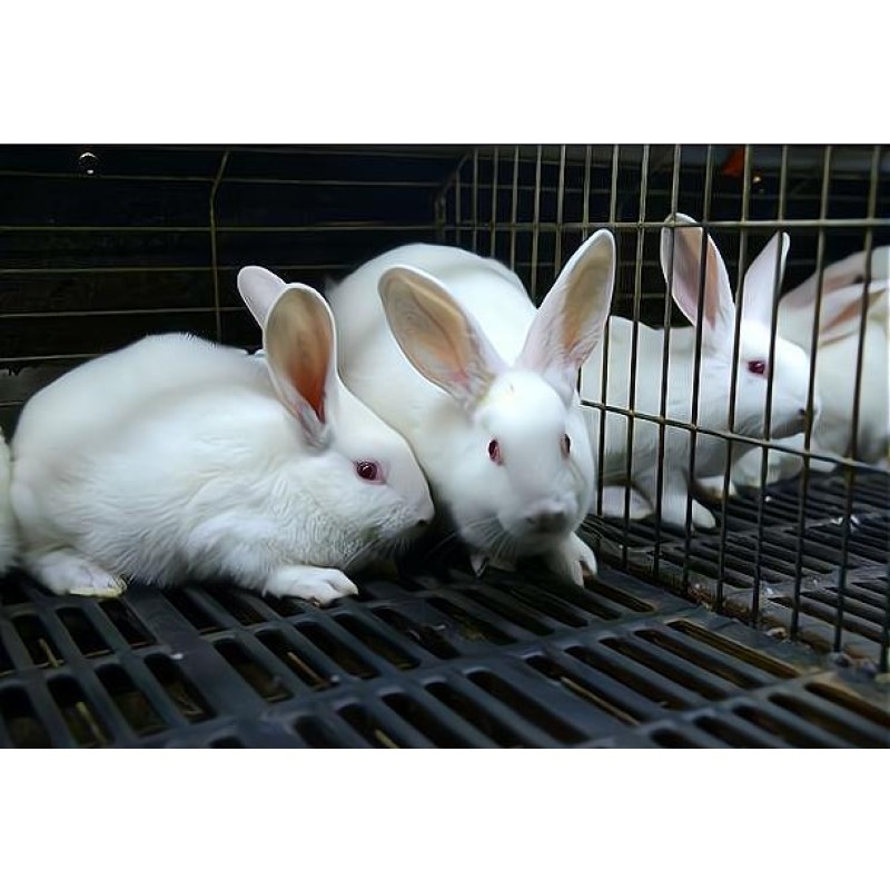 Excellently Formulated Multivitamin Powder for Meat Rabbit