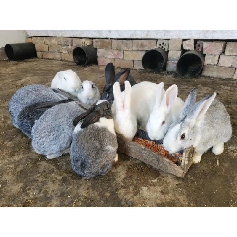 Excellently Formulated Multivitamin Healthy Meat Rabbit Raising Supplement