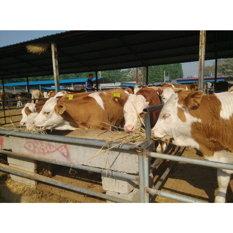 Animal Health Boosting Vitamin Powder Feed Additive for Livestock