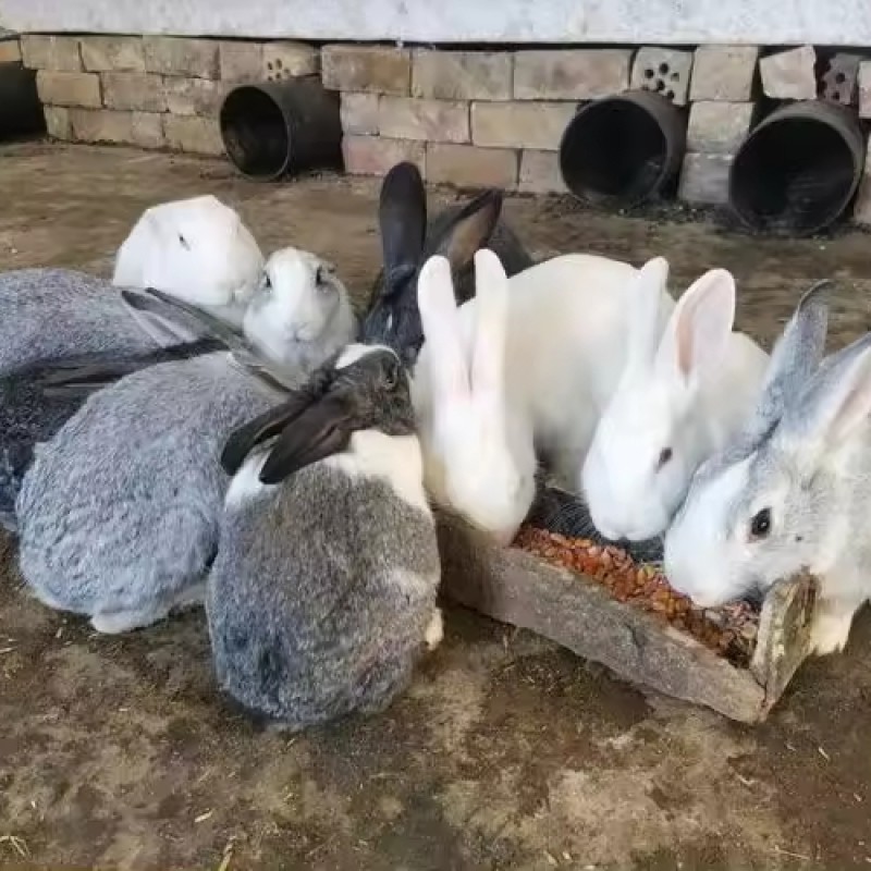 Healthy Weight Gain Additives for Rabbits