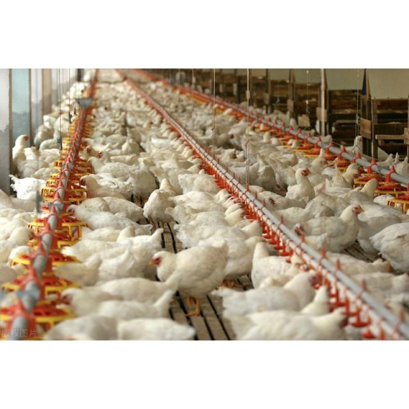 Multivitamin Weight Gain Protein Booster Powder Feed Additives for Broiler Chicken