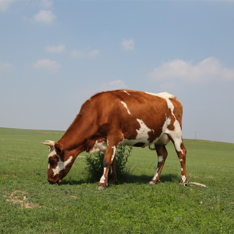 Improve the Intestinal Environment Cattle Additive