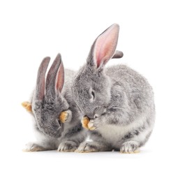 New Formula Rabbit Feed Additive for Raising Healthy Meat Rabbits