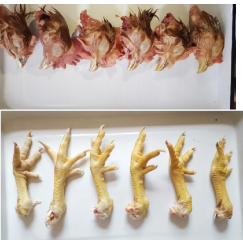 Turn Egg Yolks Red and Chicken Skin Yellow Natural Green, Non-toxic Pigment